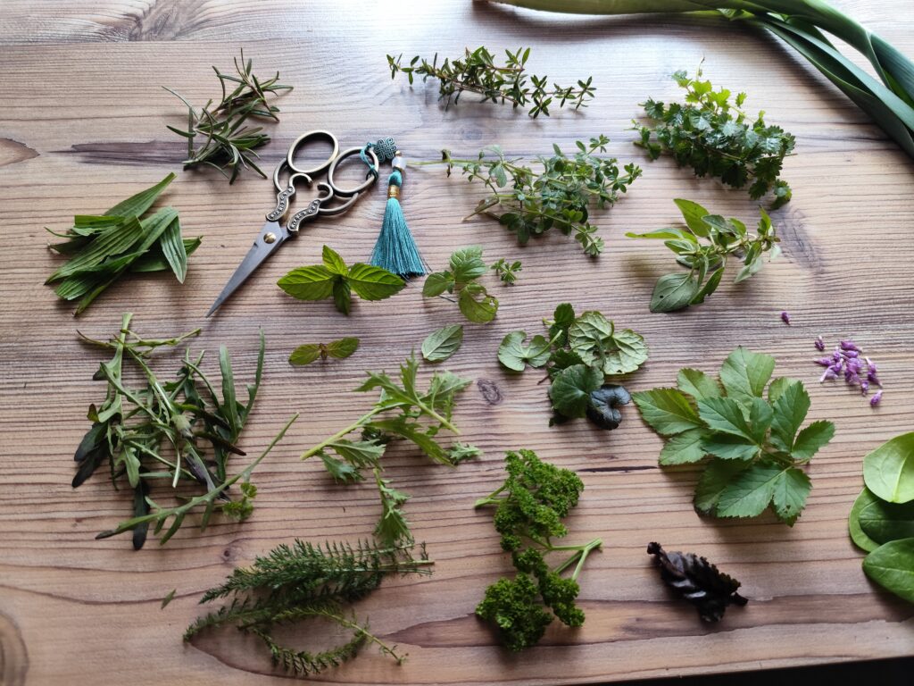 Workshop Knospenkraft & Kräutergenuss